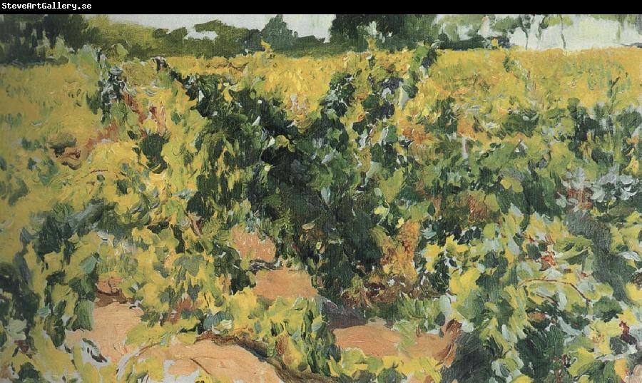 Joaquin Sorolla Vineyard